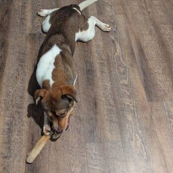 Chico (Courtesy Posting) -  Beagle and Chow Chow Dog for Adoption in Richmond, Virginia - Chico (Courtesy Posting) | PetCurious