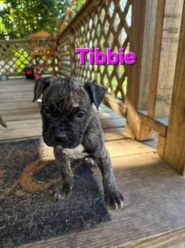 Boxer Dogs Available for Adoption - Tibbie | PetCurious