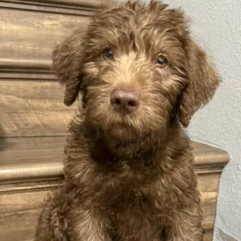 Labrador Retriever and Poodle Dogs Available for Adoption - Bear -*Available 2/28*Chino Hills Location | PetCurious