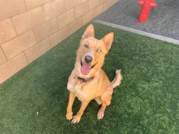 Rescue Shepherd and Husky Dogs for Adoption in San Marcos, California - URGENT! SAVE ME PLEASE! Francine -ID#A546354 | PetCurious