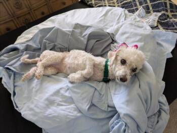 Rescue Maltese Dogs for Adoption in Las Vegas, Nevada - APRIL-JO | PetCurious