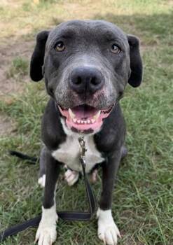 SAMIRA -  Mixed Breed Dog for Adoption in Columbia, South Carolina - SAMIRA | PetCurious