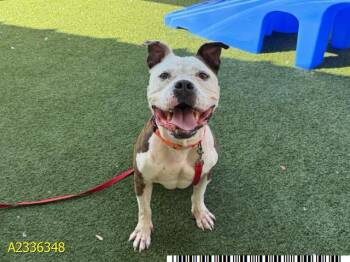BOSS -  Mixed Breed Dog for Adoption in West Palm Beach, Florida - BOSS | PetCurious