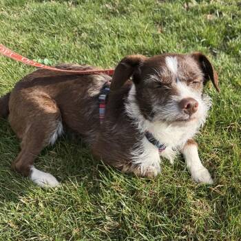 Mixed Breed Dogs Available for Adoption in Madison, Wisconsin - Rosie | PetCurious