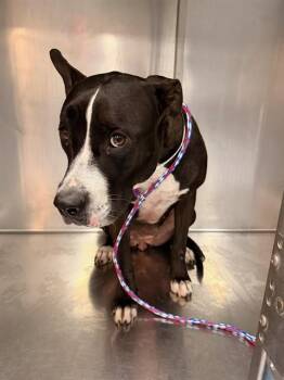 DENISE -  Pit Bull Terrier and Mixed Breed Dog for Adoption in Thousand Palms, California - DENISE | PetCurious