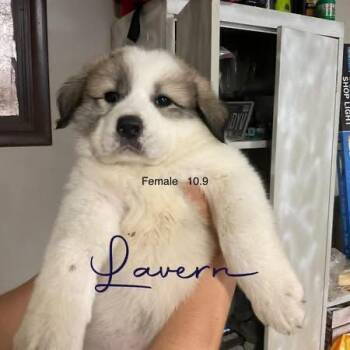 Laverne -  Great Pyrenees Dog for Adoption in Louisville, Kentucky - Laverne | PetCurious