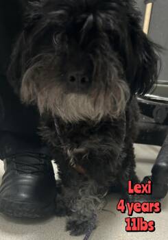 LEXI -  Mixed Breed Dog for Adoption in Holbrook, New York - LEXI | PetCurious