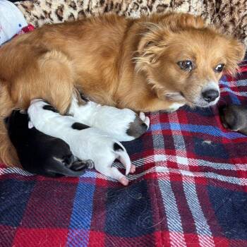 Talluhah -  Spaniel and Chihuahua Dog for Adoption in Oceanside, California - Talluhah | PetCurious