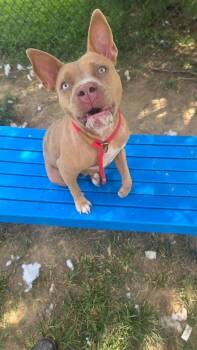 Cinderella -  Pit Bull Terrier Dog for Adoption in Evansville, Indiana - Cinderella | PetCurious