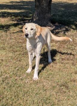 Rescue Labrador Retriever Dogs for Adoption in Dalworthington Gardens, Texas - Baby | PetCurious
