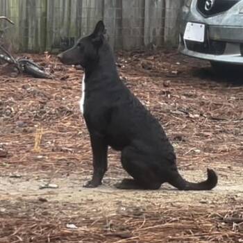 Choco-Latte -  Xoloitzcuintli Mexican Hairless and German Shepherd Dog Dog for Adoption in Aberdeen, North Carolina - Choco-Latte | PetCurious