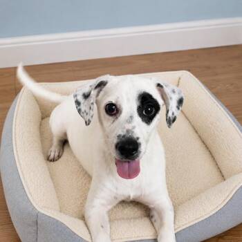 Patches -  Chihuahua and Terrier Dog for Adoption in Sonoma, California - Patches | PetCurious