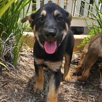 Maddie -  German Shepherd Dog Dog for Adoption in Whittier, California - Maddie | PetCurious