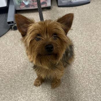 Yorkshire Terrier Dogs Available for Adoption in League City, Texas - Meister | PetCurious