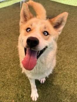 Husky and Shepherd Dogs Available for Adoption in Savannah, Georgia - Clove | PetCurious