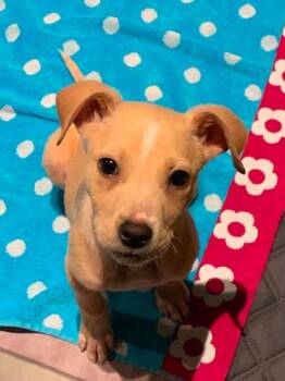 Chase -  Chihuahua Dog for Adoption in Center Square, Pennsylvania - Chase | PetCurious