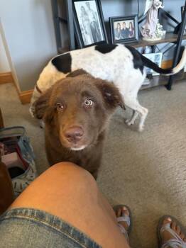 Princess Doughnut -  Labrador Retriever Dog for Adoption in Mundelein, Illinois - Princess Doughnut | PetCurious