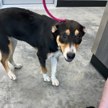 Penne -  Mixed Breed Dog for Adoption in Saint Joseph, Missouri - Penne | PetCurious