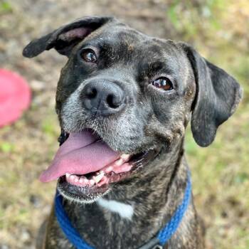 Boxer and Mixed Breed Dogs Available for Adoption in Indianapolis, Indiana - WEMBLEY | PetCurious