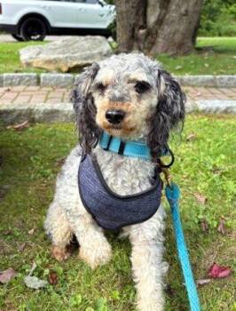 Cody -  Poodle Dog for Adoption in Bedford Hills, New York - Cody | PetCurious