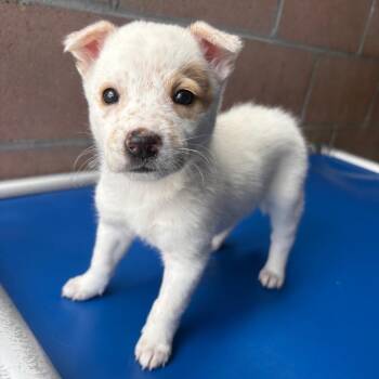 Cattle Dog and Australian Shepherd Dogs Available for Adoption in Goleta, California - Bee | PetCurious