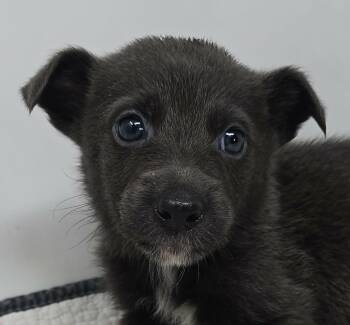 Australian Kelpie Dogs Available for Adoption in Newport, Tennessee - Gato Del Sol | PetCurious