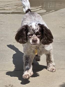 Cockapoo Dogs Available for Adoption in Terre Haute, Indiana - Kobe | PetCurious