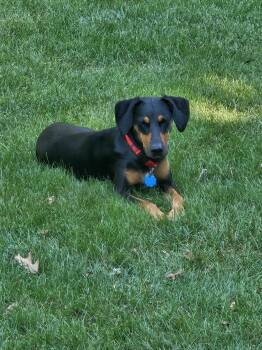 Rescue Hound and Miniature Pinscher Dogs for Adoption in Huntley, Illinois - Gabby | PetCurious