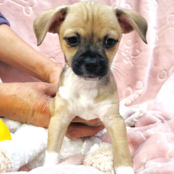 Aspen -  Chihuahua and Dachshund Dog for Adoption in Conroe, Texas - Aspen | PetCurious