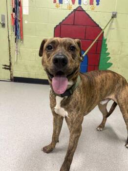 Pit Bull Terrier Dogs Available for Adoption in Indianapolis, Indiana - LOKI | PetCurious