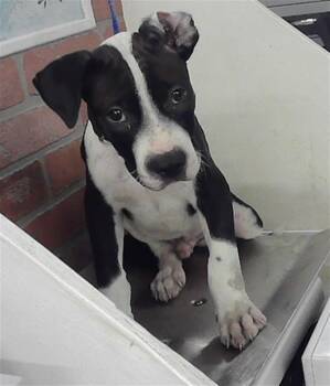 Staffordshire Bull Terrier and Mixed Breed Dogs Available for Adoption in Houston, Texas - A2077915 | PetCurious