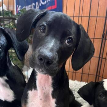 Rex -  Hound and Mixed Breed Dog for Adoption in Merritt Island, Florida - Rex | PetCurious