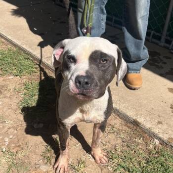 Ace -  Pit Bull Terrier and Mixed Breed Dog for Adoption in Palestine, Texas - Ace | PetCurious