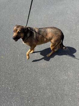 Bailey -  Shepherd Dog for Adoption in Pine Grove, Pennsylvania - Bailey | PetCurious