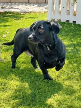 Inky -  Dachshund and Chihuahua Dog for Adoption in La Verne, California - Inky | PetCurious