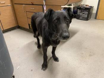 German Shepherd Dog Dogs Available for Adoption - A608303 | PetCurious