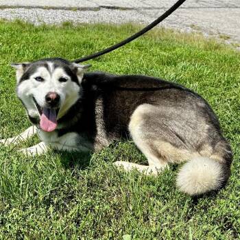 Pepper -  Husky Dog for Adoption in Warrensburg, Missouri - Pepper | PetCurious