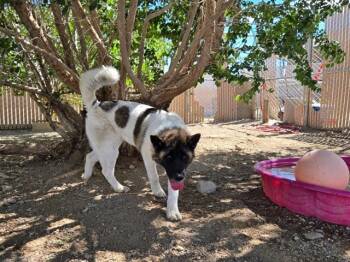 Rescue Akita and Mixed Breed Dogs for Adoption in South Lake Tahoe, California - ARIZONA | PetCurious
