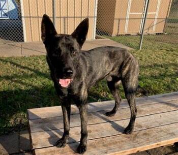 SAWYER -  Belgian Shepherd Malinois and Mixed Breed Dog for Adoption in Tulsa, Oklahoma - SAWYER | PetCurious