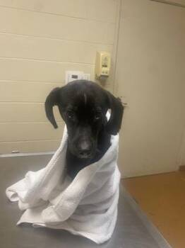 Etta -  Labrador Retriever and Mixed Breed Dog for Adoption in Gainesville, Florida - Etta | PetCurious