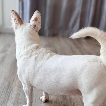 Gidget -  Jack Russell Terrier and Chihuahua Dog for Adoption in Green Bay, Wisconsin - Gidget | PetCurious