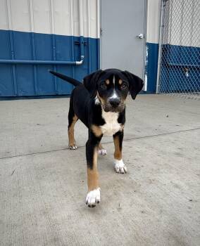 Mixed Breed Dogs Available for Adoption in Kalamazoo, Michigan - Gilbert | PetCurious