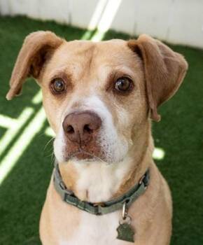 Labrador Retriever Dogs Available for Adoption in Encinitas, California - Wally | PetCurious