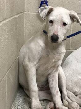 Rescue Bull Terrier and Mixed Breed Dogs for Adoption in Conroe, Texas - BRIAR | PetCurious