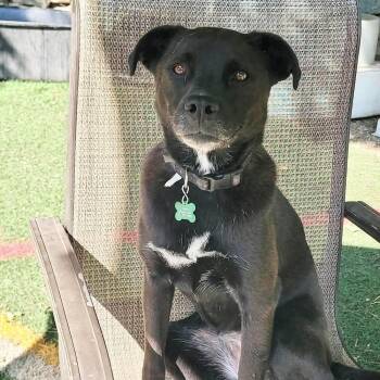 Sabrina -  Terrier Dog for Adoption in Groveland, Massachusetts - Sabrina | PetCurious