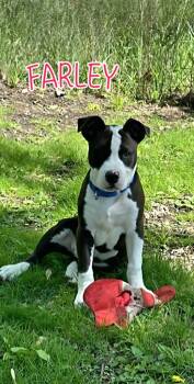 Pit Bull Terrier Dogs Available for Adoption in Port Clinton, Ohio - Farley | PetCurious