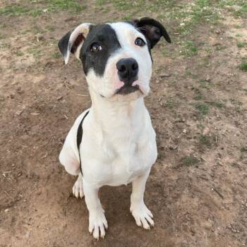 Pit Bull Terrier Dogs Available for Adoption - Hera | PetCurious