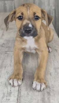 Hashtag -  Hound and Terrier Dog for Adoption in Shreveport, Louisiana - Hashtag | PetCurious