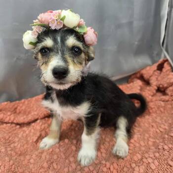 Chihuahua and Rat Terrier Dogs Available for Adoption in Foley, Alabama - Sambuca | PetCurious