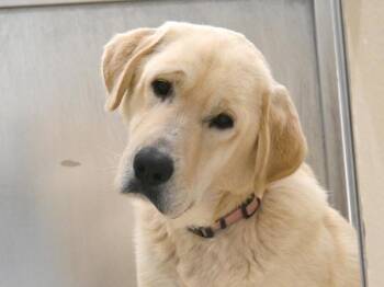 Rescue Great Pyrenees and Labrador Retriever Dogs for Adoption in Portland, Oregon - Teacake | PetCurious